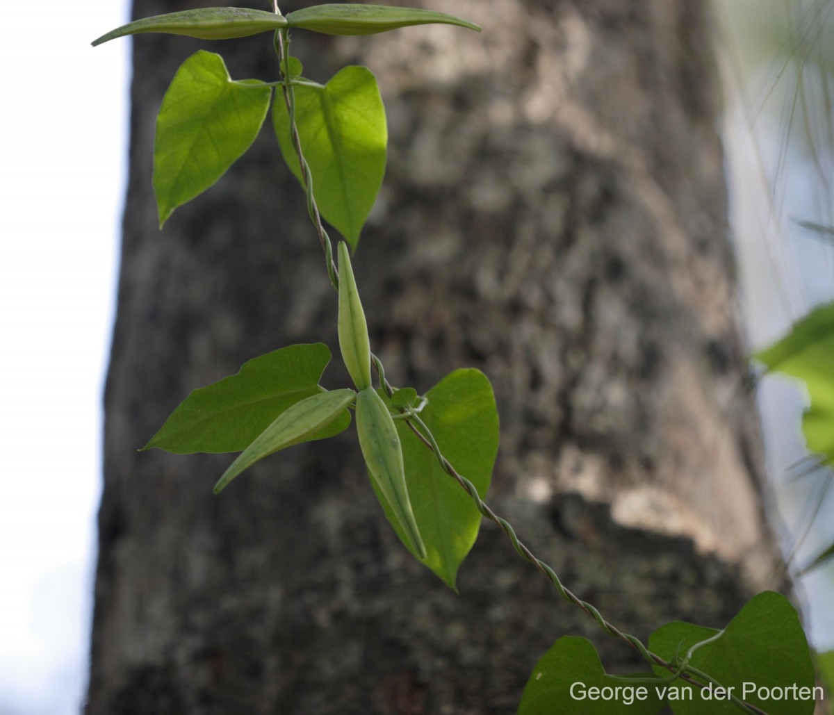 Cynanchum tunicatum (Retz.) Alston